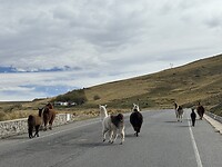 Overstekende lama’s