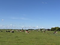 Met veel koeien