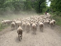 Kudde schapen met jonge herder