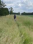Door het hoge gras