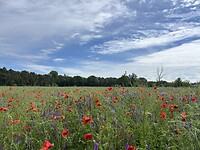 Bloemenpracht onderweg