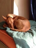 the Pharoah dog Chepey, wrongly spelt