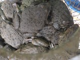 Live toads