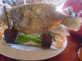 Elephant ear fish