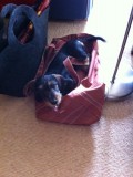 Vincent's new golf bag