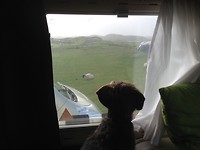 Jolly in the camper in Scotland