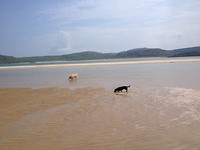 Jolly and her new friend in Donegal