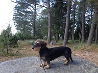 Jolly in Finland with her doggie friends Ollie and Chef