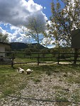 IMG_7009