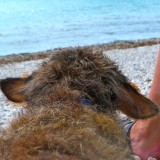 Penny enjoying the sea air