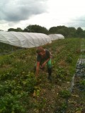 Harvesting the beetroots