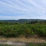 the vineyard