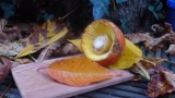 the mushroom