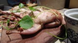 the quails at Nitos