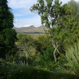 the view from my morning tea place infront of the house