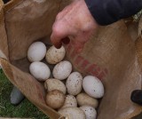 GOOSE EGGS