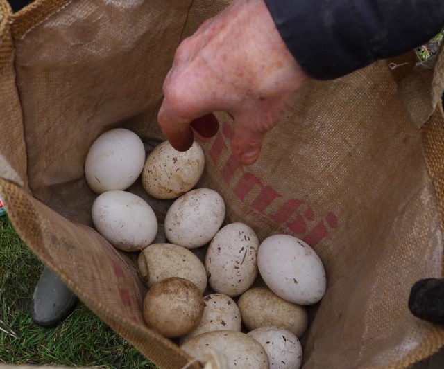 GOOSE EGGS