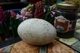 THE EGG