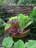 salad pots