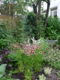 butterfly flowers