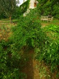 not my tomatoes