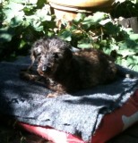 Penny enjoying the sun