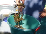 the crabs o Ile de Re