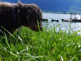 Foraging