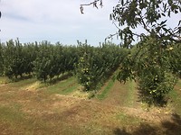 Appelboomgaard