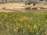 Zonnebloemen