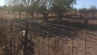 Iberische varkens