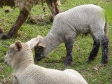 150429 lammetjes