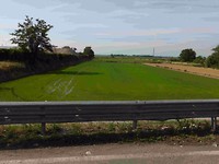 Viverone nat rijstveld