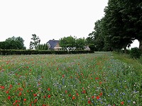 210622 wilde bloemen
