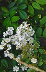 Bloemen rozenbottel