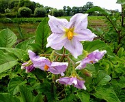 210623 aardappelbloem