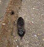 210623 molletje