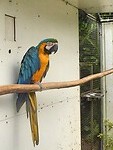 210919 blauw-gele ara