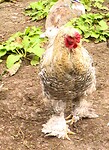 210919 haan op sokken