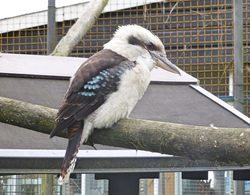 210919 kookaburra
