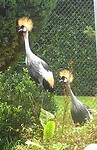 210919 kroonkraanvogels