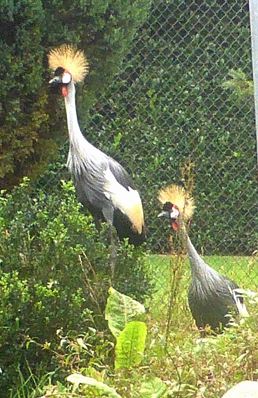 210919 kroonkraanvogels