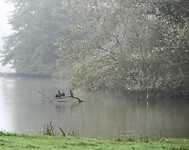 211007 aalscholvers en bescheten boom
