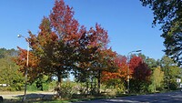 221018 herfstpracht I