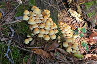 221019 paddenstoel III