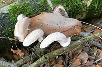 221019 paddenstoel IV