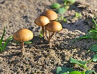 221019 paddenstoel V