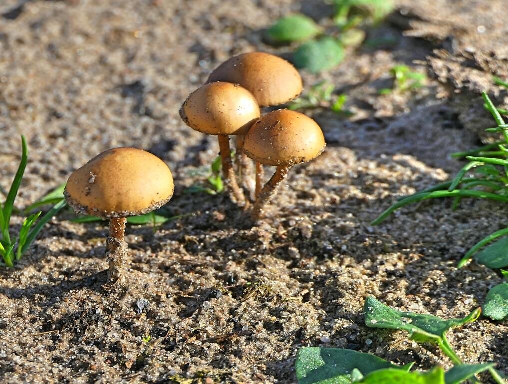 221019 paddenstoel V