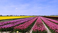 230430 bloembollen I
