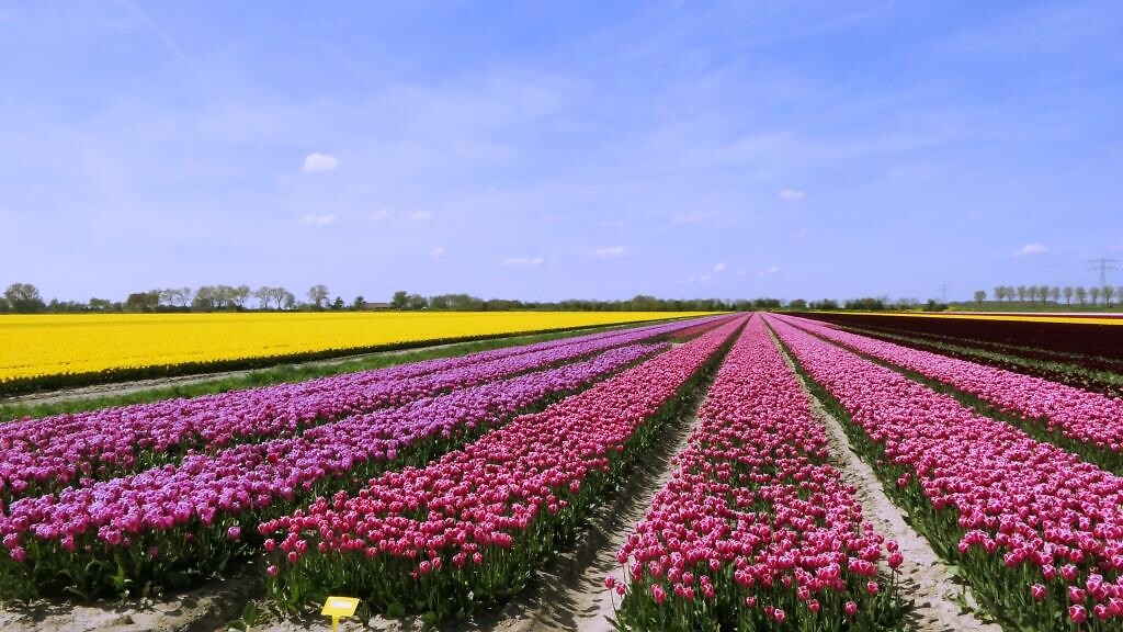230430 bloembollen I